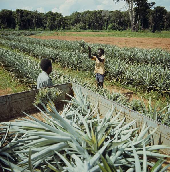 Yirrkala gardens, 1950s